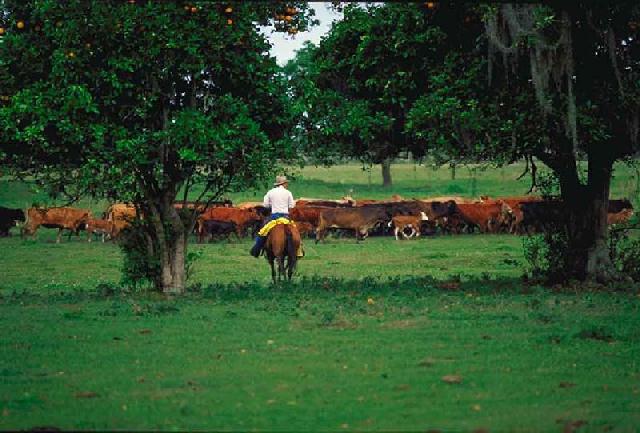 cowhunters