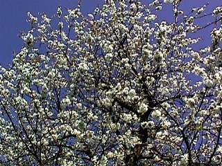 Kirschbaumblüte
