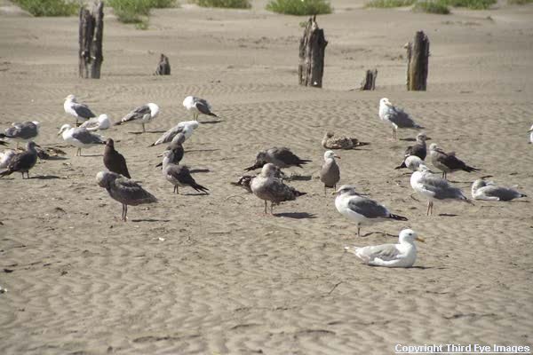Gulls09.jpg (46646 bytes)