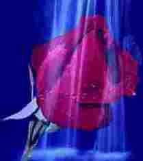 Rosefall.jpg (3063 bytes)