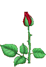 bloomingRose.gif (21302 bytes)