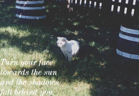 postcardshadecat.jpg (26502 bytes)