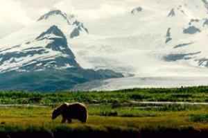 Grizzly Bear in an alpine meadow