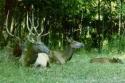 Sleeping elk