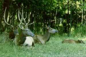 Sleeping elk